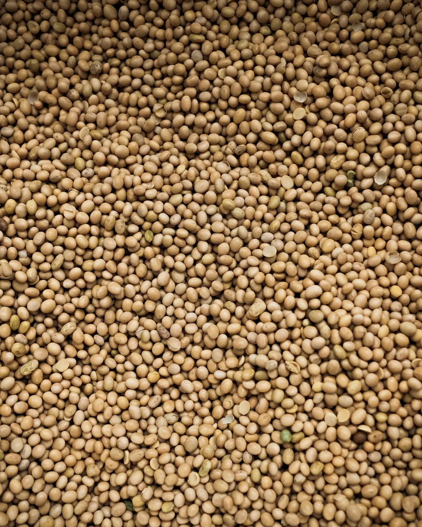 Latvijā audzētas sojas pupas OG TOFU ražošanai